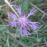 Centaurea aspera